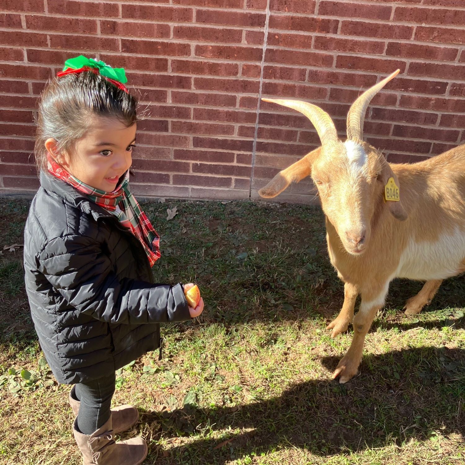 Cute girl with a cute goat