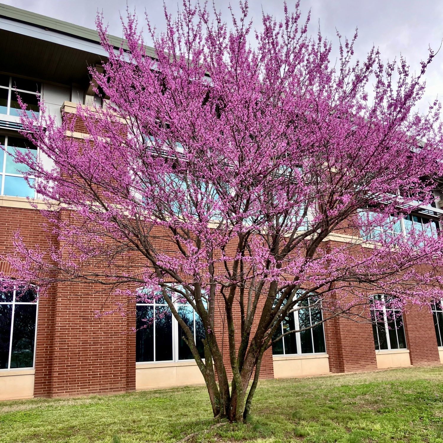 red bud tree in front of the library