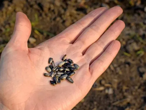 a grouping of seeds in the palms of a hand against a natural background. 