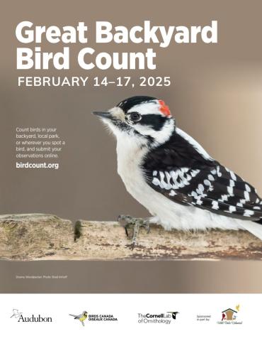 photo of a downy woodpecker and information about the Great Backyard Bird Count