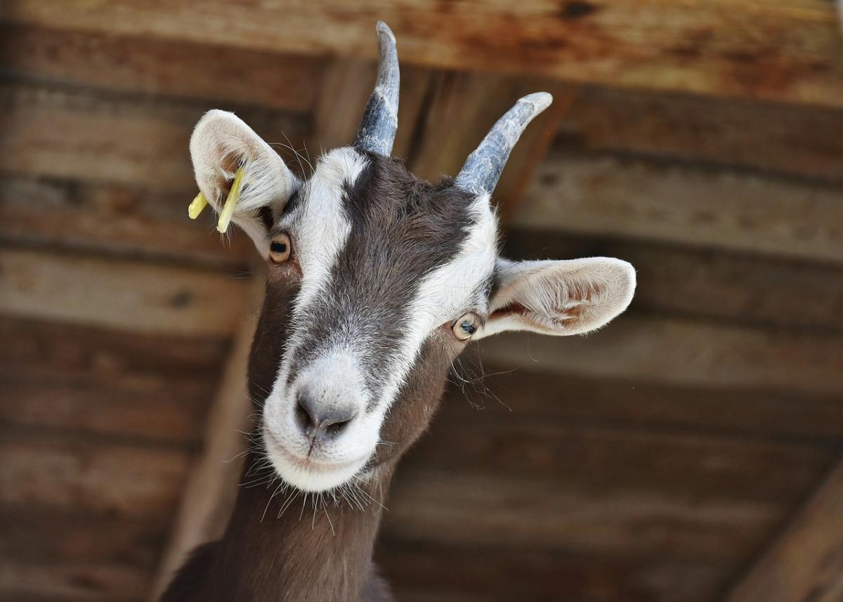 goat looking at the camera